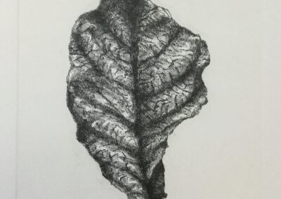 "Leaf v3", 2019, Acquaforte on Zinc, Print on Magnani paper, 15 x 21cm
